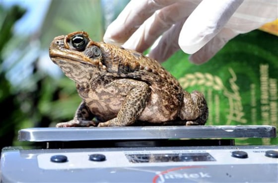 A captured cane toad is weighed at a collection point in Cairns, Australia, during the "Toad's Day Out" hunt last March 29.